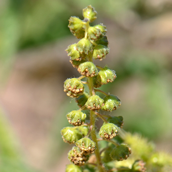 Canyon Ragweed has dull yellow or yellowish-green inconspicuous male and female flowers on the same plants. Here male flowers grow terminally on branches, each with its own small stem (peduncle). Ambrosia ambrosioides